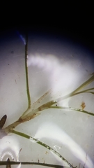 Potamogeton diversifolius