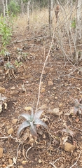 Aloe parvibracteata