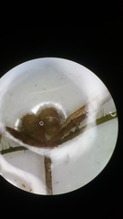 Potamogeton diversifolius