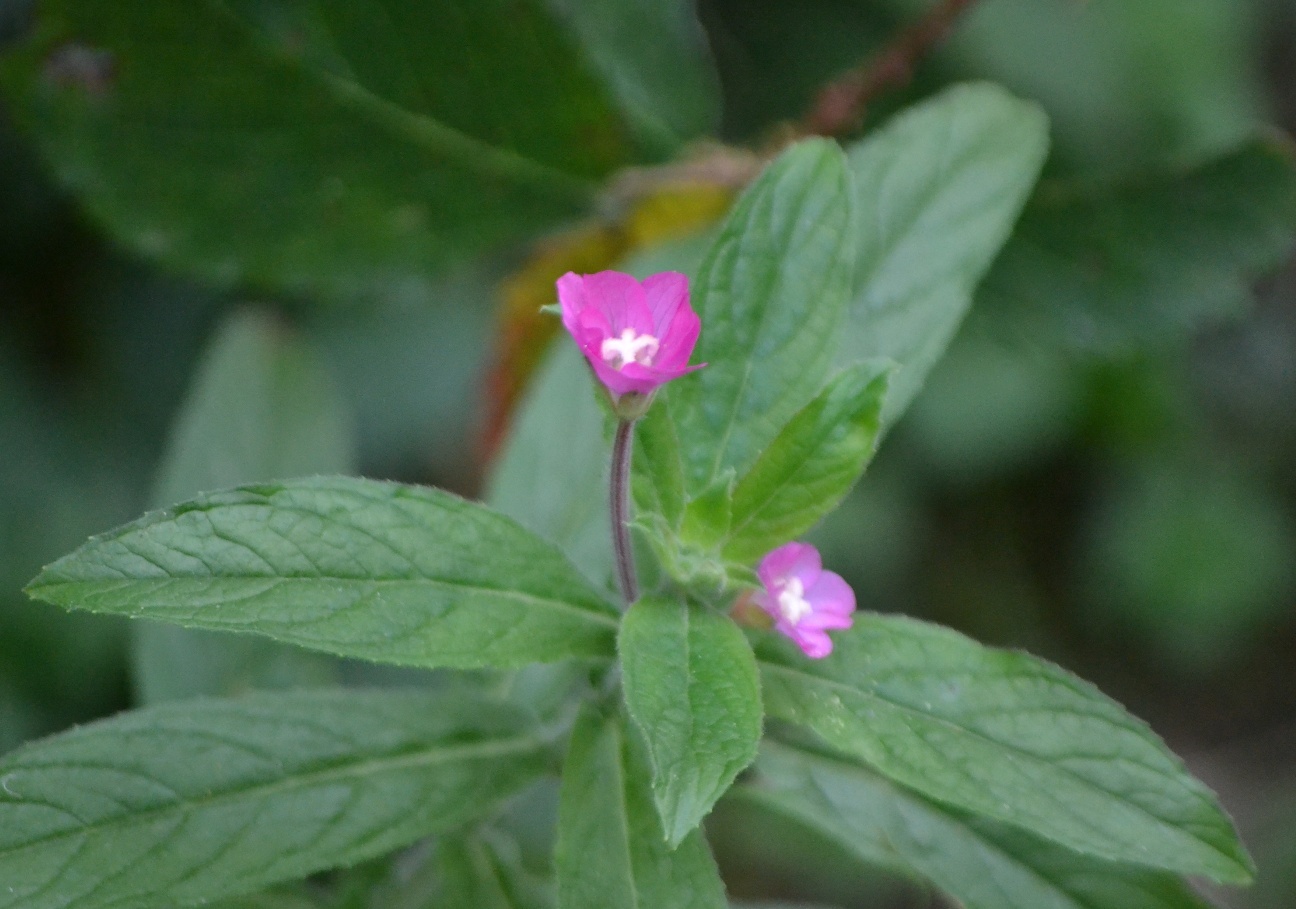 O Epilóbio é Uma Planta Herbácea De Altura Humana Altíssima, Por