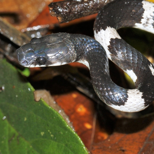 Formosa Wolf Snake