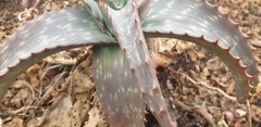 Aloe parvibracteata