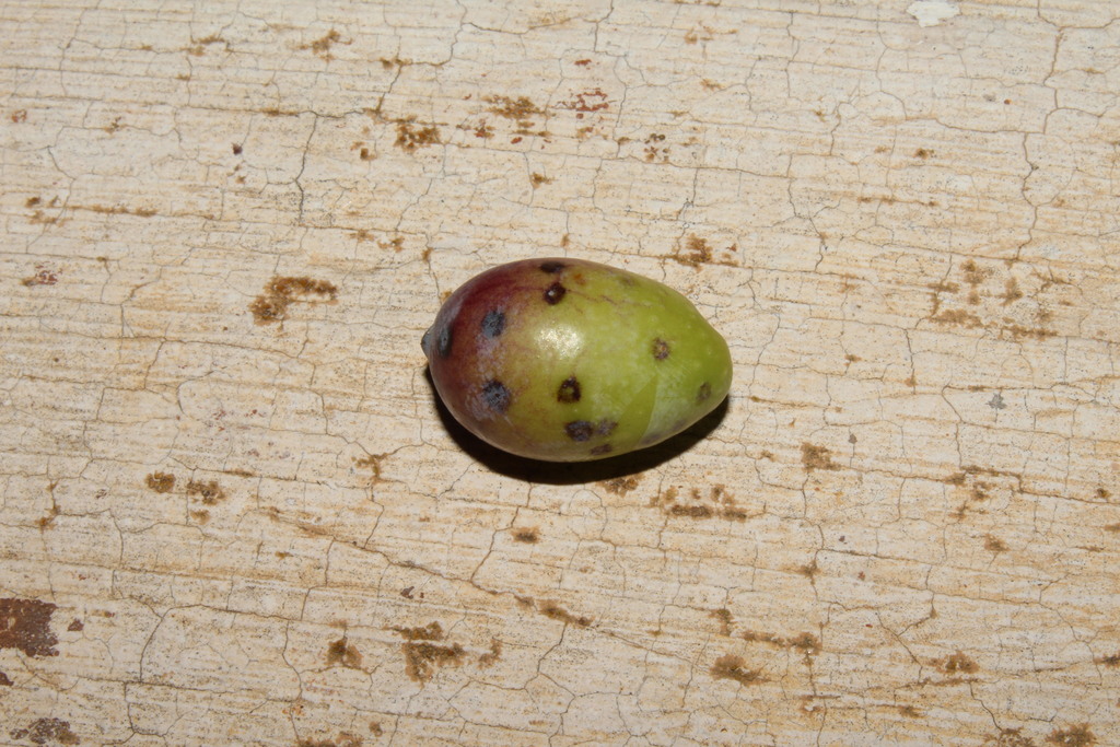 Olive Scale