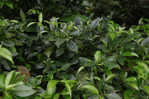 Memecylon lanceolatum observed 2025-07-08