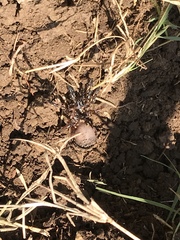 Cyclocosmia truncata