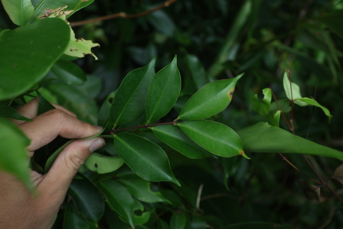 Syzygium acuminatissimum observed 2025-07-08