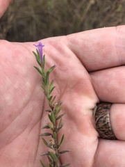 Hedeoma reverchonii