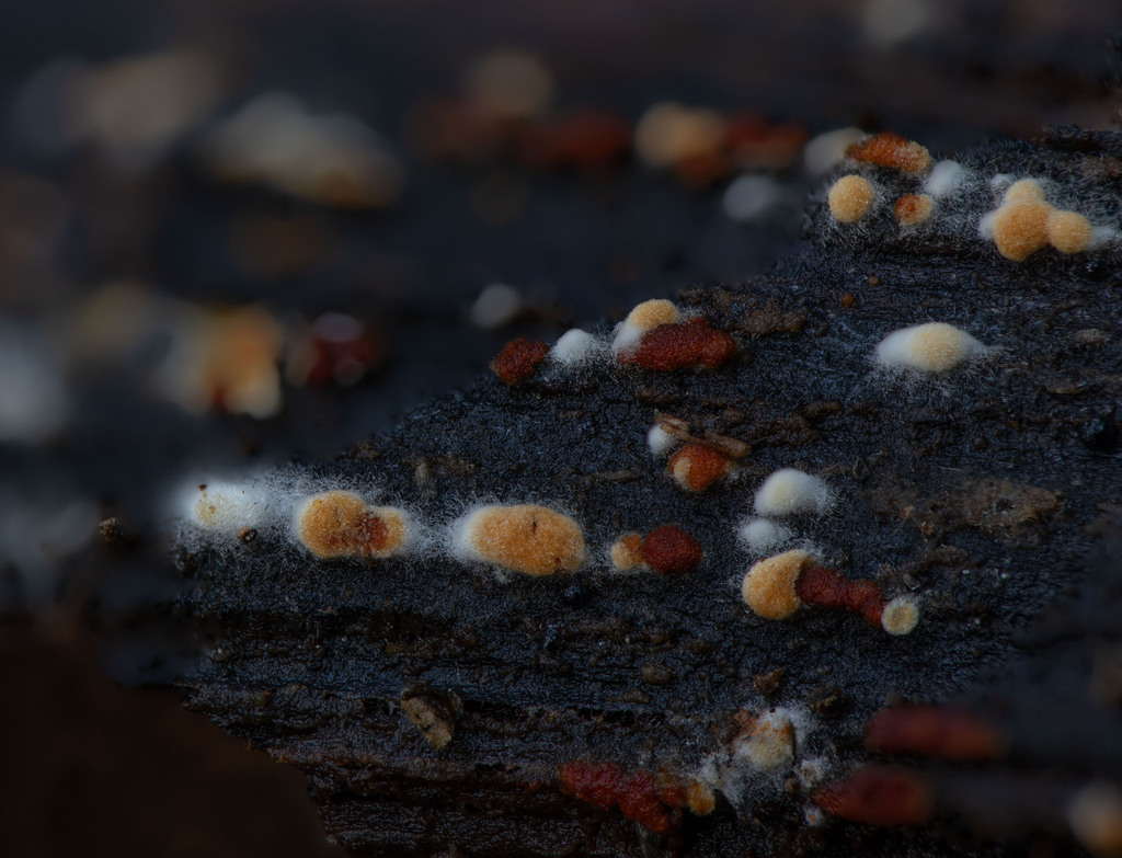 Botryobasidium sp. 'MO01'