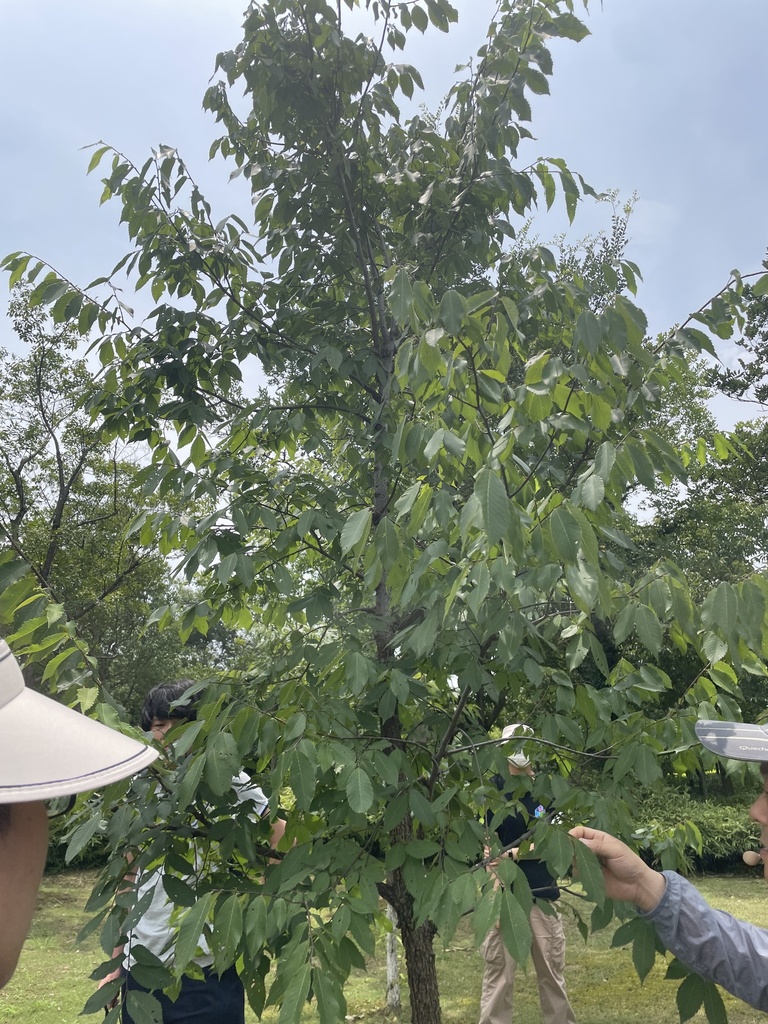 Ulmus elongata