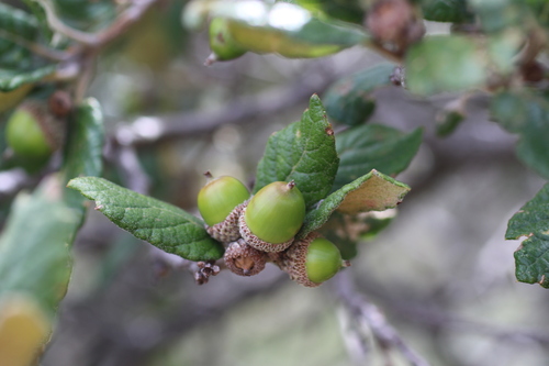 Mexican Oak