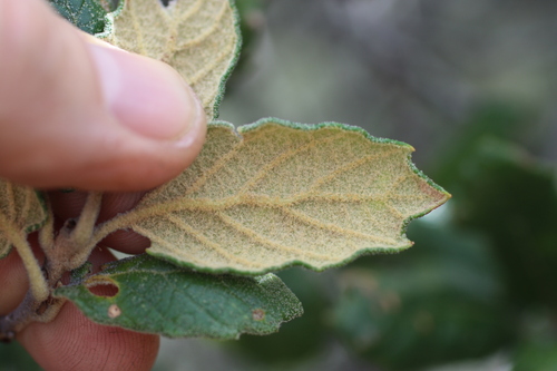 Mexican Oak