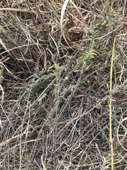 Hedeoma reverchonii