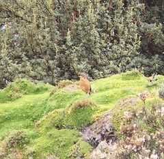 Grallaria quitensis