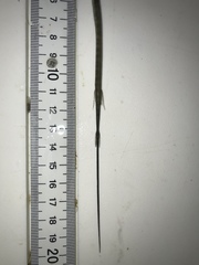 Fistularia tabacaria