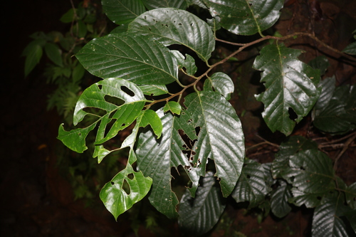 Prunus grisea observed 2025-07-08