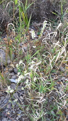 Melilotus albus image