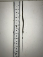 Fistularia tabacaria