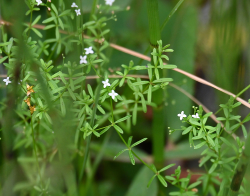 Bog Bedstraw (Galium labradoricum)