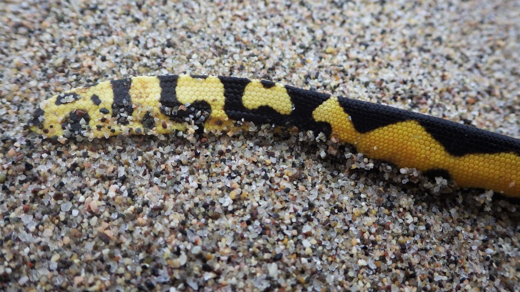 Yellowbellied Sea Snake from Puerto Vallarta, Jal., México on May 30, 2019 at 0754 AM by