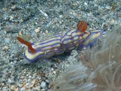 Hypselodoris