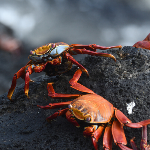 Sally Lightfoot Crab, 39XQ+87H Malecón San Cristobal, Puerto Baquerizo Moreno, Ecuador, photo 10 of 10