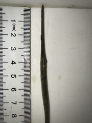 Fistularia tabacaria