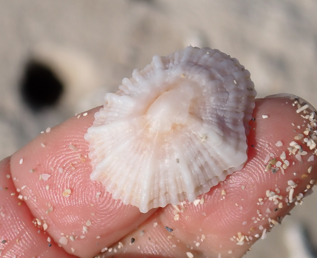 Siphonaria namukaensis