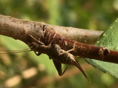 Arachnocephalus vestitus