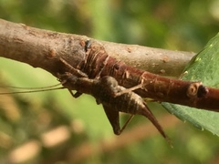 Arachnocephalus vestitus