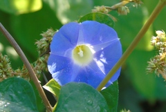 Ipomoea meyeri