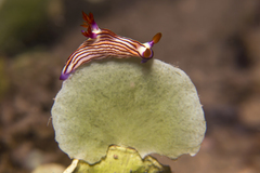 Nembrotha aurea