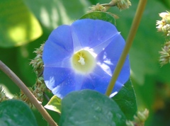 Ipomoea meyeri