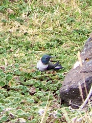 Oreotrochilus chimborazo