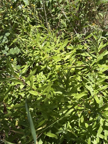 wayside aster (Doellingeria vialis)