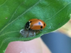 Dinocampus coccinellae
