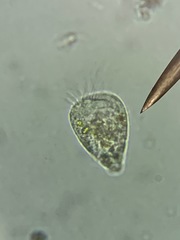 Strobilidium
