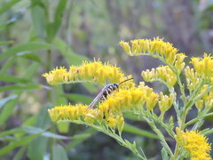 Myzinum quinquecinctum