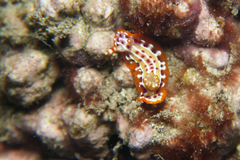 Hypselodoris