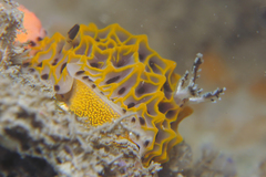 Halgerda wasinensis