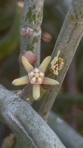 Caustic Vine
