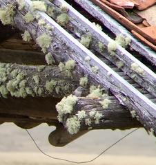 Oreotrochilus chimborazo