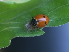 Dinocampus coccinellae