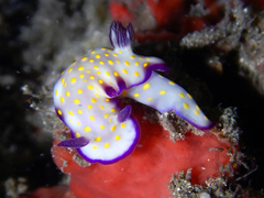 Hypselodoris pulchella