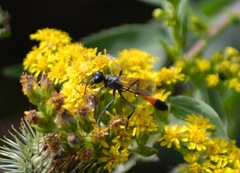 Ammophila heydeni