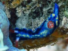Hypselodoris