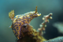 Hypselodoris