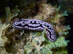 Phyllidiidae