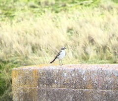 Muscisaxicola alpinus