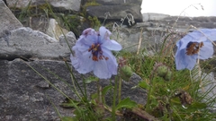 Meconopsis aculeata