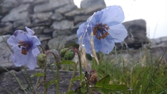 Meconopsis aculeata